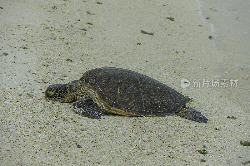 The green sea turtle (Chelonia mydas), also known as green turtle, black (sea) turtle, or Pacific green turtle, is a large sea turtle of the family Cheloniidae. Found in the waters of Papahānaumokuākea Marine National Monument, Midway Island, Midway Atol